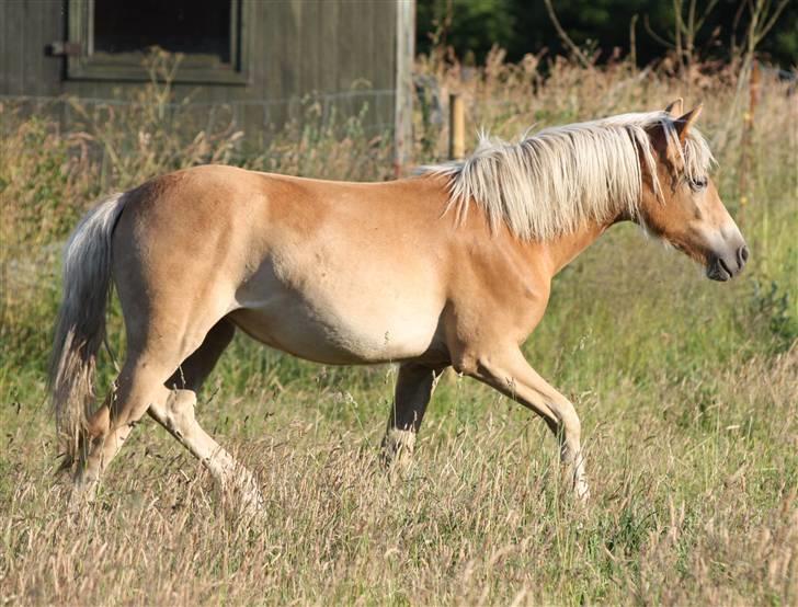 Haflinger alanas ramona - solgt- billede 7