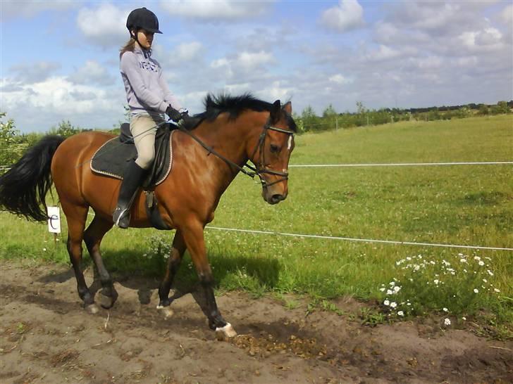 Anden særlig race Delight billede 13