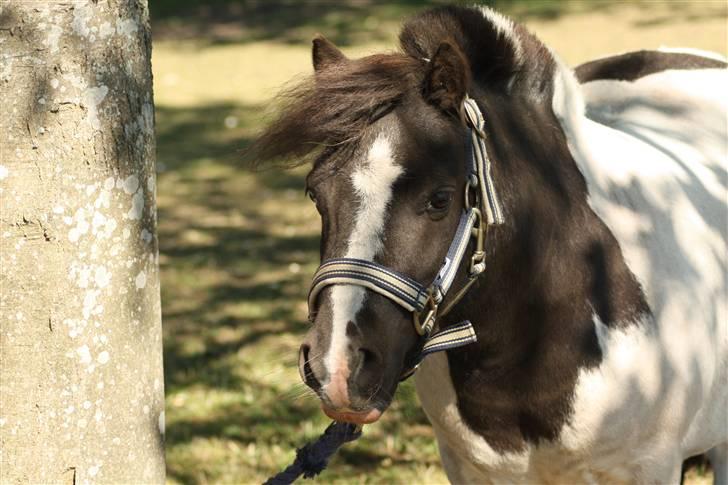 Shetlænder Fister billede 1