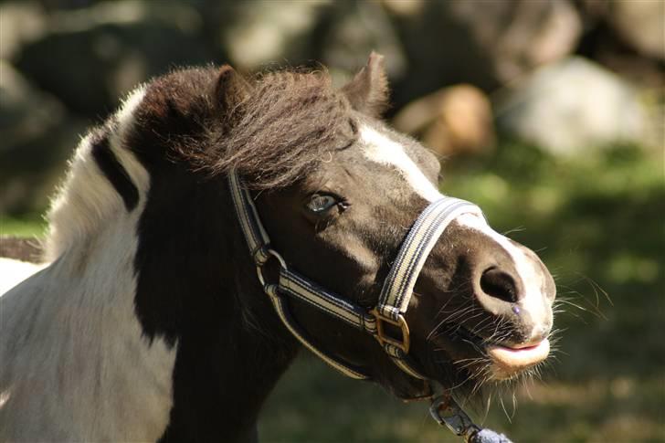 Shetlænder Fister billede 2
