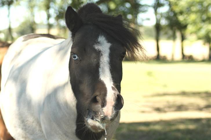 Shetlænder Fister billede 3