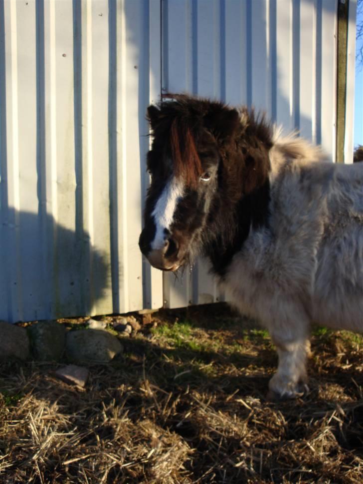 Shetlænder Fister billede 4