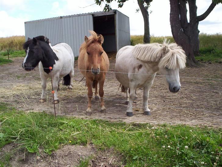 Shetlænder Fister billede 5