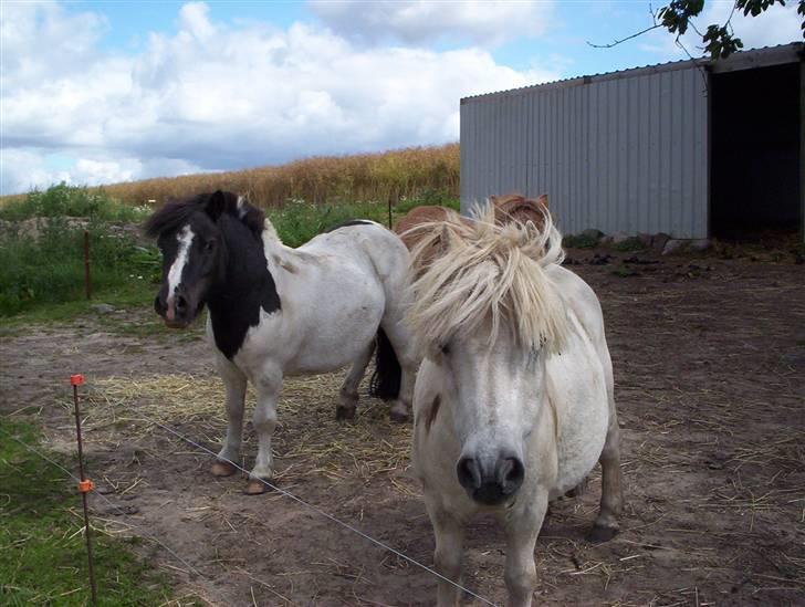 Shetlænder Fister billede 6