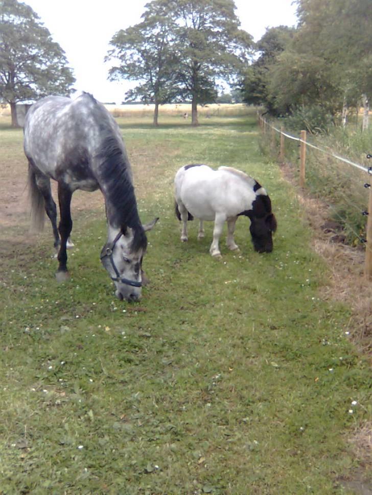 Shetlænder Fister billede 7