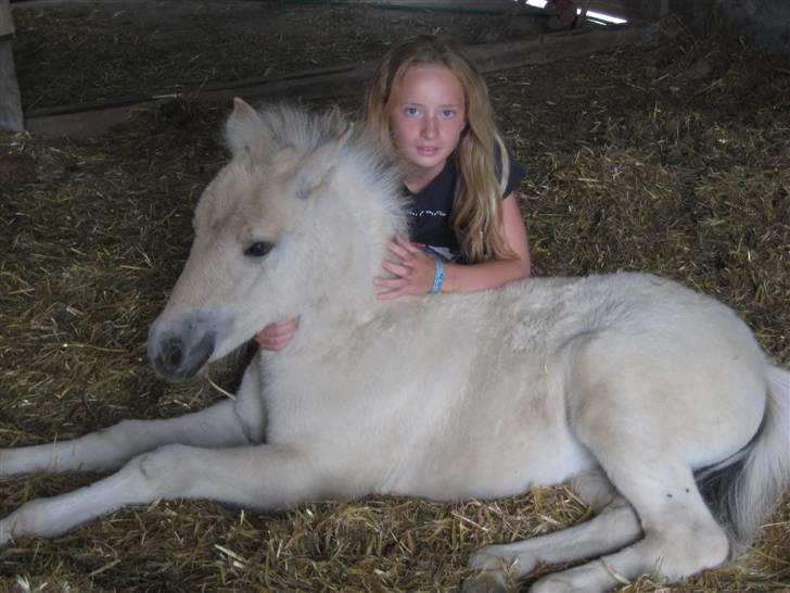 Fjordhest skovfryds My <33 Halsnæs - My og jeg, "2talt Hygge <33 sorry mit udsende (= sådan ka´ det gå uden make up (X HAHA billede 17