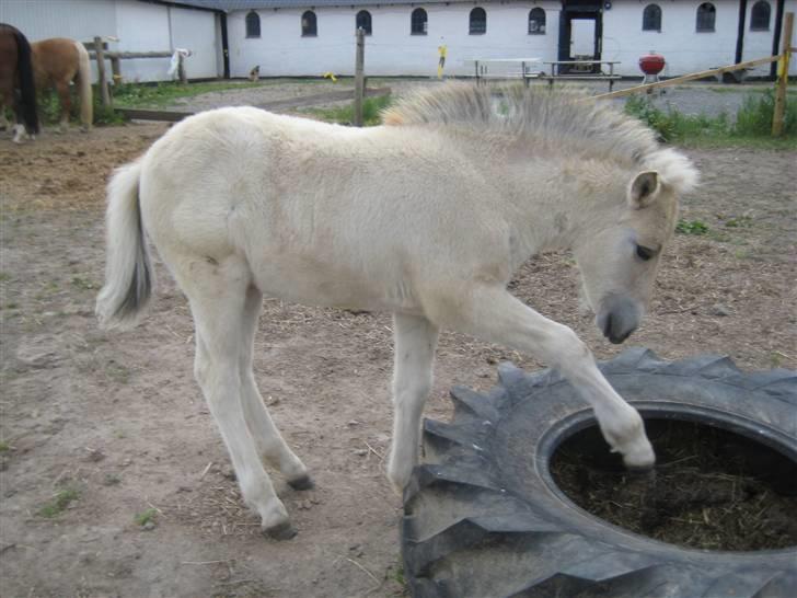 Fjordhest skovfryds My <33 Halsnæs - Følle Bølle, <33 billede 18