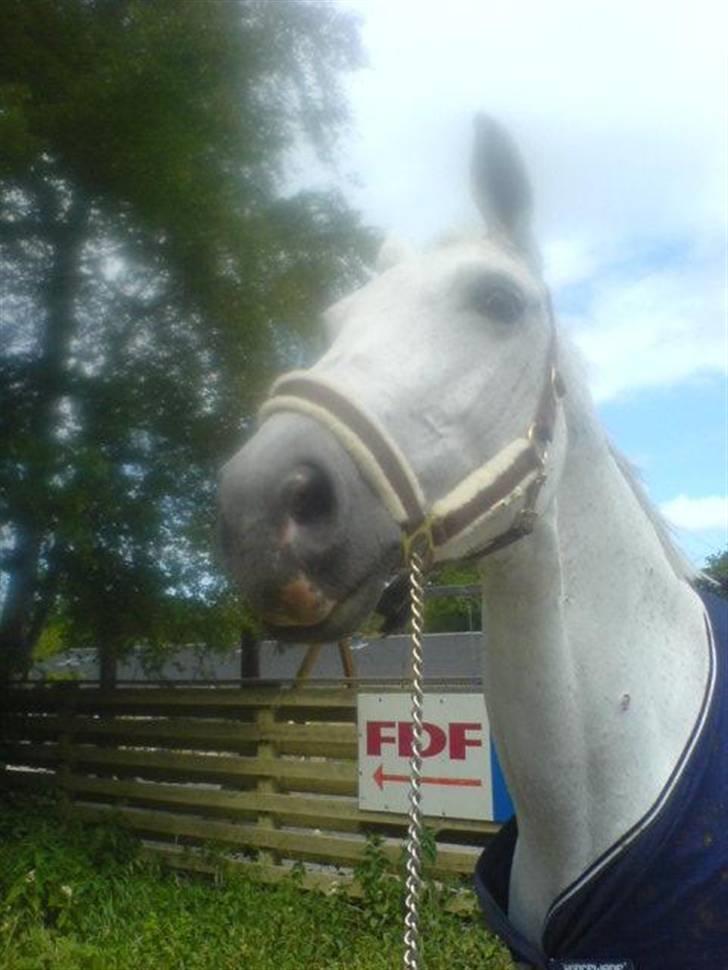 Dansk Varmblod Image - På vej hjem fra fold :) billede 2