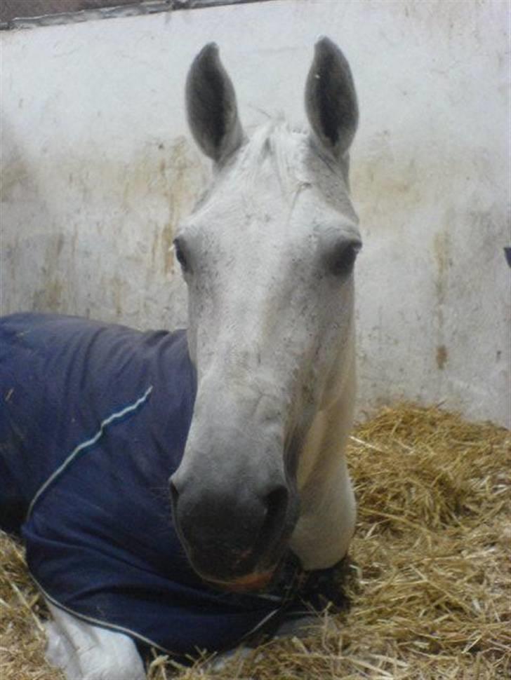 Dansk Varmblod Image - Smuksak <3 billede 3