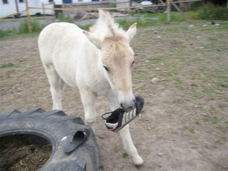 Fjordhest skovfryds My <33 Halsnæs - Hun Elsker sko <33 Den skøre Tøz, :P:D XD billede 19