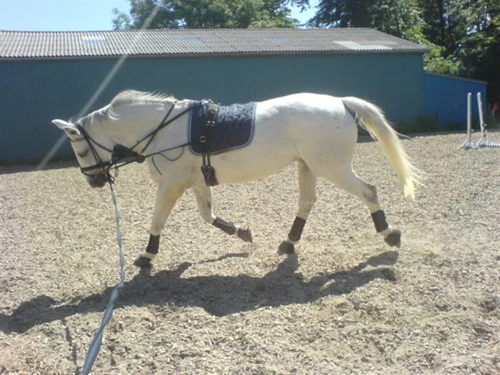 Dansk Varmblod Image - I longe 5/6-08 billede 4