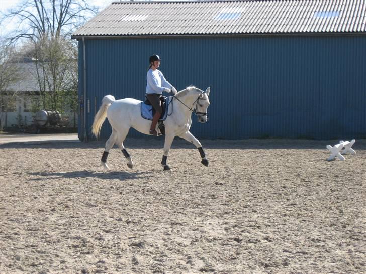 Dansk Varmblod Image - Christina og Image billede 5