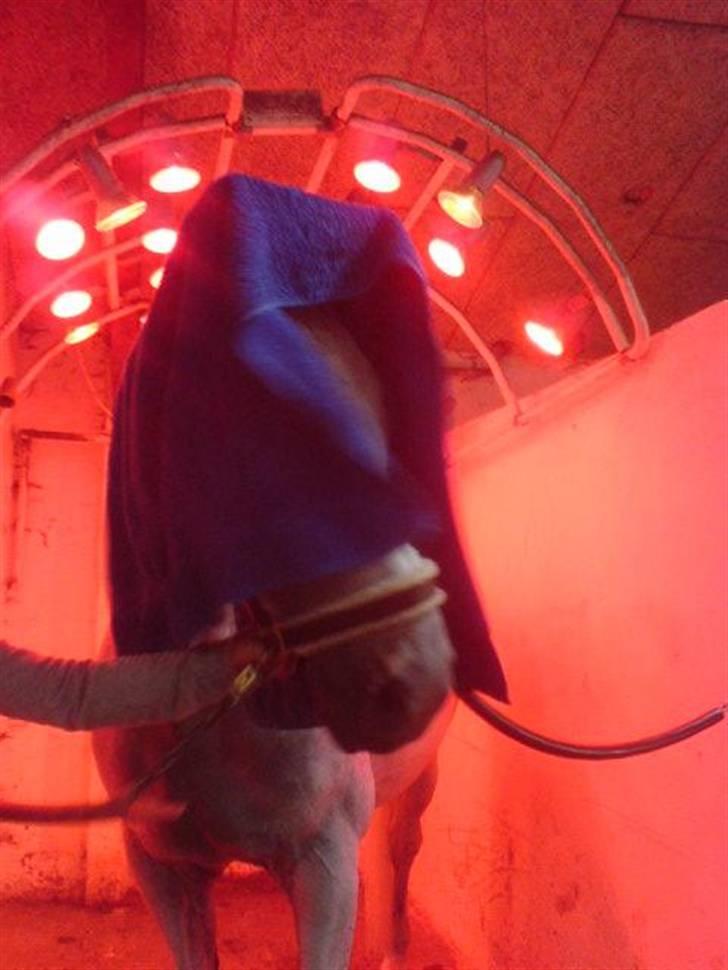 Dansk Varmblod Image - Image i sol ;) Titte-bøh! billede 6