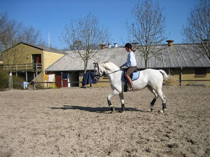 Dansk Varmblod Image billede 7