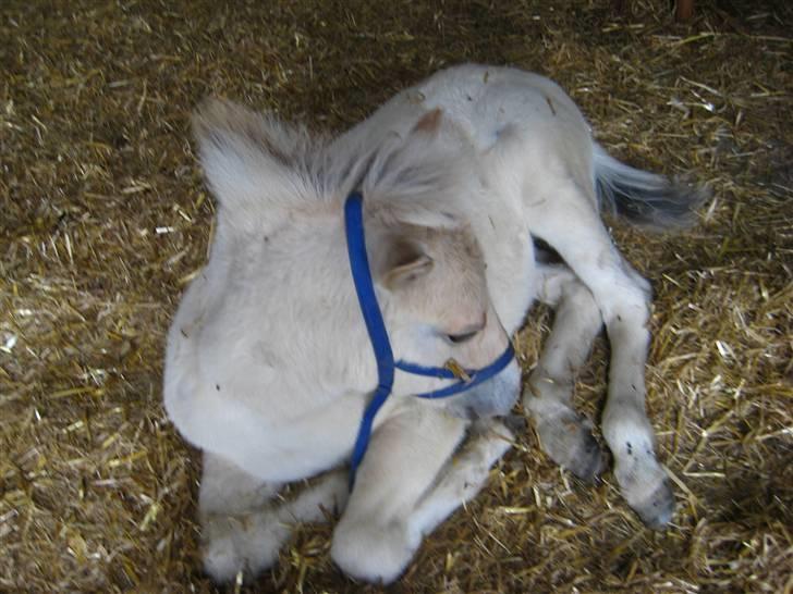 Fjordhest skovfryds My <33 Halsnæs - hun er da sød hva´ <33 billede 20