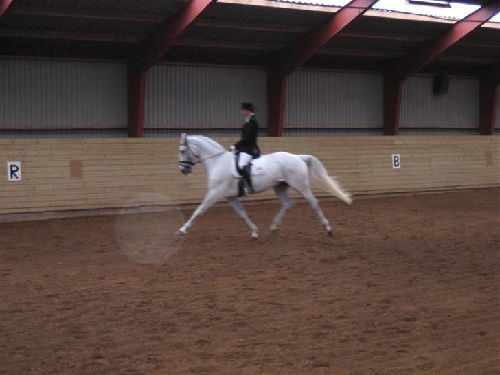 Dansk Varmblod Image - Stævne i Skovly! billede 8
