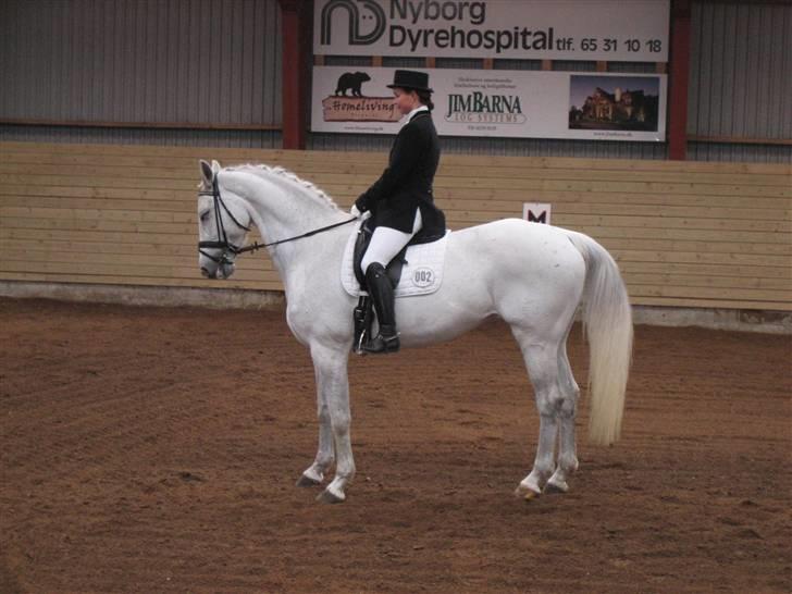 Dansk Varmblod Image - Skovly billede 9