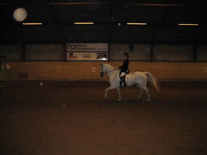 Dansk Varmblod Image - Skovly billede 10