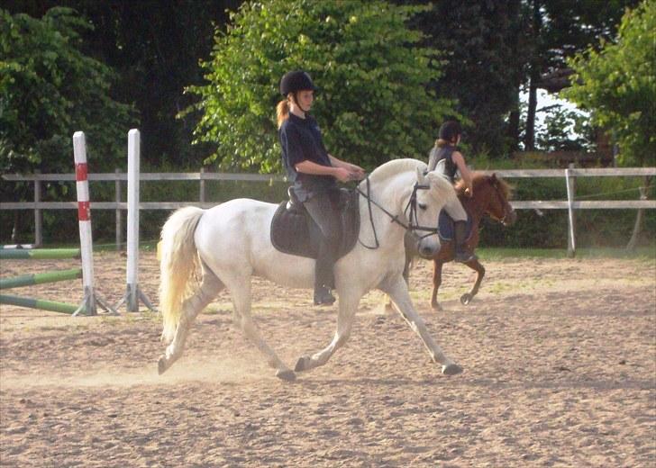 New Forest Araber PrinsDelight SOLGT - Prins og hans geniale trav :)             juli 2010 billede 16