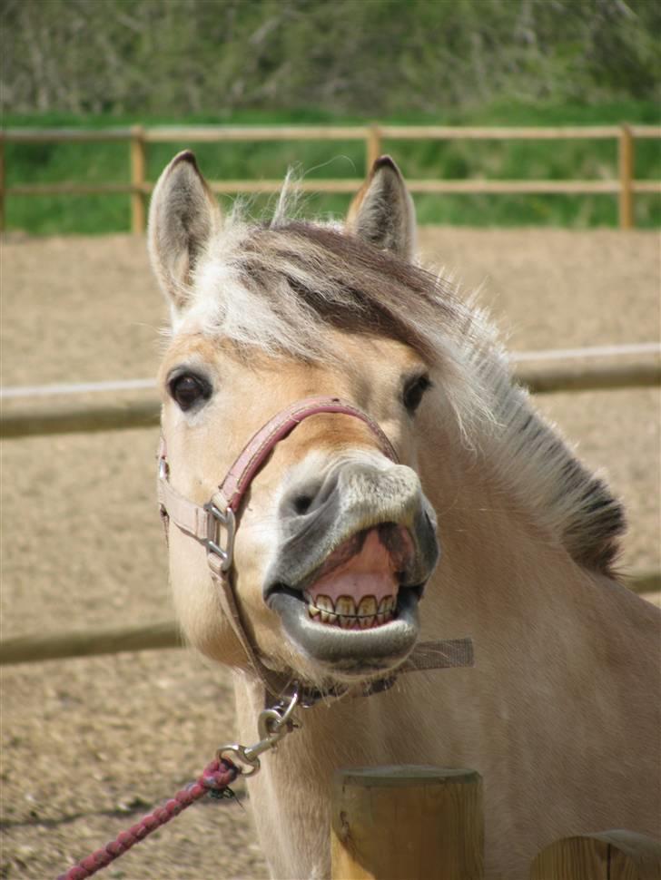 Fjordhest Troja * Elskede * - D. 16.08.08 billede 13