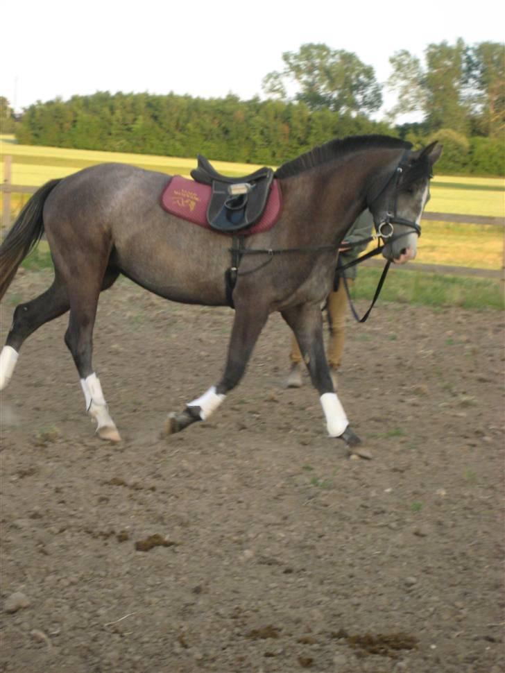 Anden særlig race Golden Macia (Kia) - Min smukke hest. billede 16