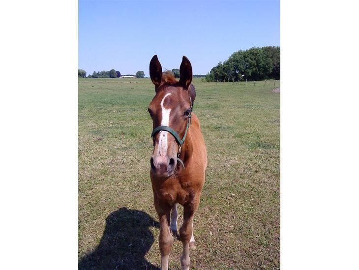 {{currentPhoto.altText}} billede {{currentPhoto.number}}