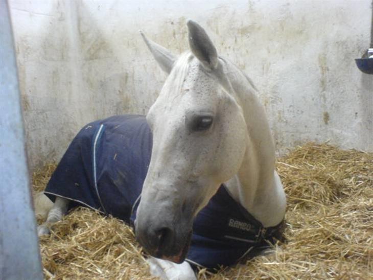 {{currentPhoto.altText}} billede {{currentPhoto.number}}