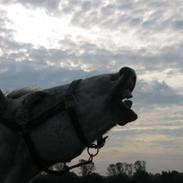 New Forest Skovlundegårds Milcka [Tidl. part]