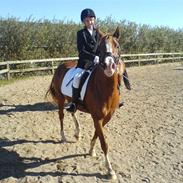 Anden særlig race Asia '<33 .. [Rider]