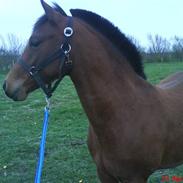 DSP Golden Dancer **Himmelhest** <3