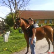 DSP Golden Dancer **Himmelhest** <3