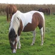 Anden særlig race Jessica (Solgt)