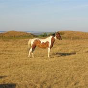 Anden særlig race Jessica (Solgt)