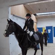 Anden særlig race Stallion R.I.P :'(<3