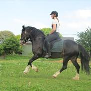 Welsh Cob (sec D) Ronja