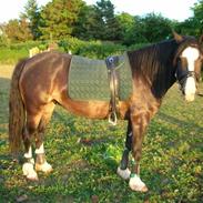 Welsh Cob (sec D) Ronja