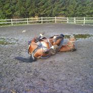 Arabisk fuldblod (OX) Katinka