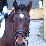 Anden særlig race Pinocchio *Gammel part*