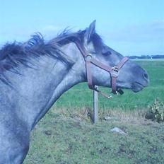 New Forest Maissie *Død