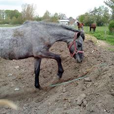 New Forest Maissie *Død