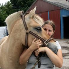 Fjordhest Ingegårds Emma