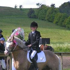 Welsh Cob (sec D) Rytterbjergets Imperial 