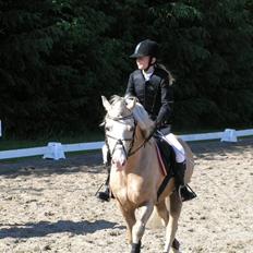 Welsh Cob (sec D) Rytterbjergets Imperial 