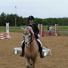 Welsh Cob (sec D) Rytterbjergets Imperial 