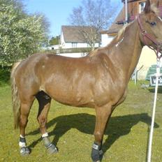 Traver Aka Lendalund