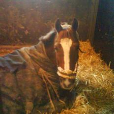 Irsk Sportspony Irish Duke :'(SOLGT :'(