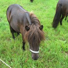 Anden særlig race Misaki ¤SOLGT¤