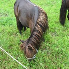 Anden særlig race Misaki ¤SOLGT¤