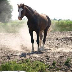 Welsh Pony (sec B) Bjerregårds Boomerang