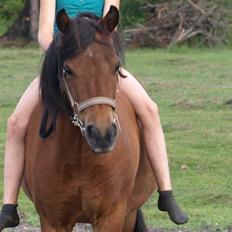 Anden særlig race |Buller|